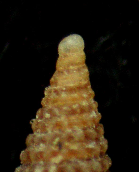 Dizoniopsis coppolae